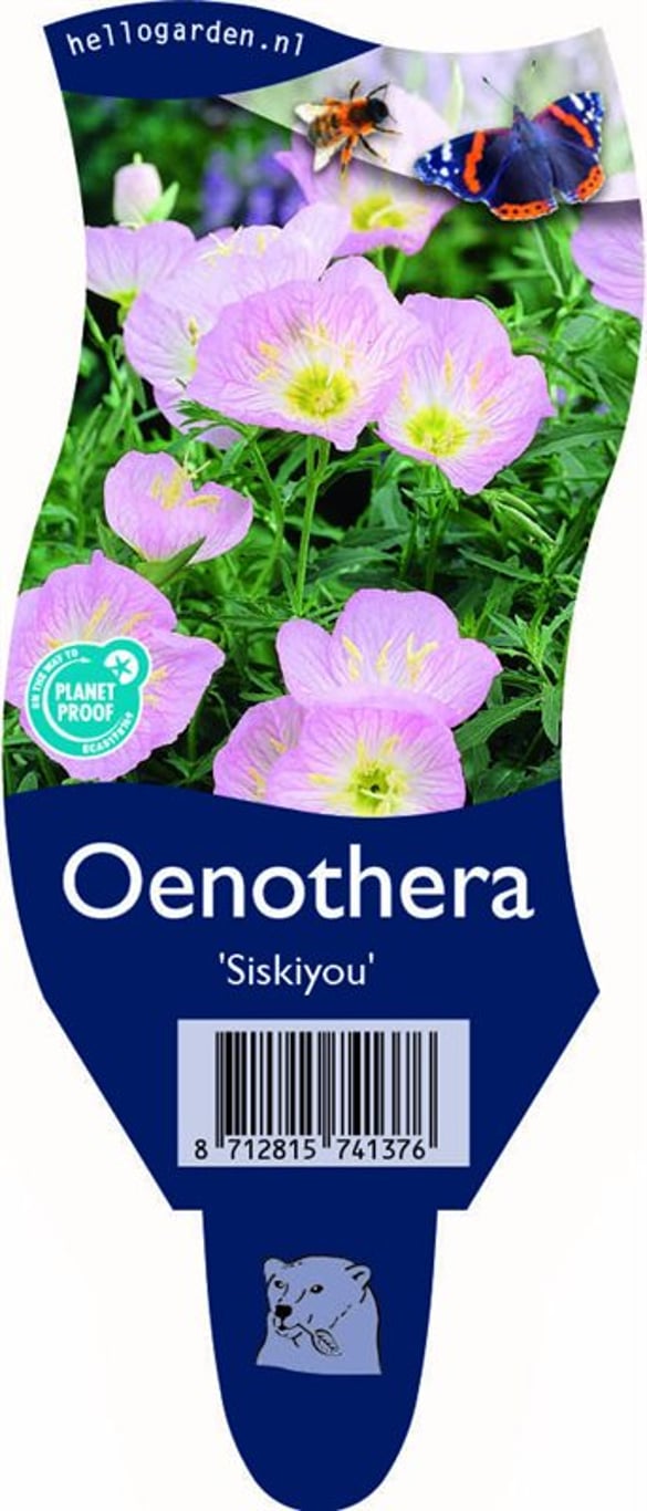 Oenothera speciosa 'Siskiyou' - P11